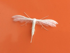 Pterophorus pentadactyla