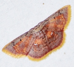 Chrysocraspeda olearia