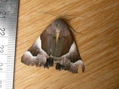 Niceteria macrocosma