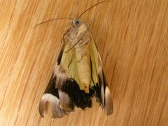 Niceteria macrocosma