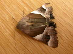 Niceteria macrocosma