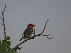 Lybius vieilloti