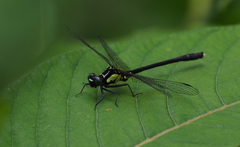 Davidius fruhstorferi