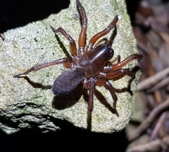 Gnaphosa kompirensis