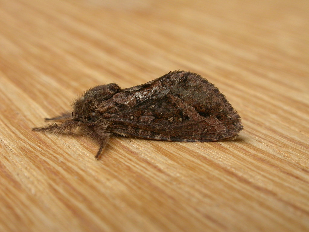 Oncopera brunneata
