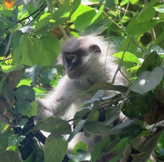 Presbytis siamensis