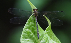 Epigomphus paludosus