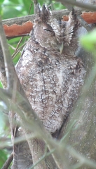 Megascops roboratus