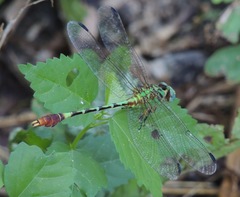 Erpetogomphus bothrops