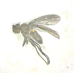 Scatella