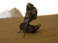 Hypographa phlegetonaria