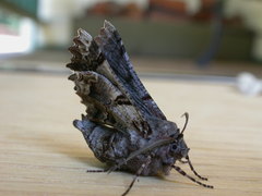 Hypographa phlegetonaria