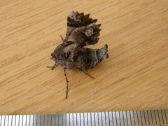 Hypographa phlegetonaria