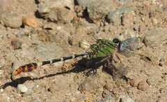Erpetogomphus lampropeltis