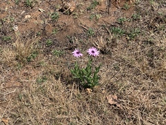 Dimorphotheca spectabilis