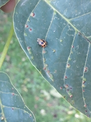 Harmonia axyridis