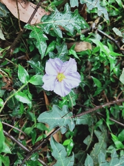 Solanum pungetium