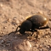 Escarabajo Oscuro Lanudo - Photo (c) Justin, algunos derechos reservados (CC BY)