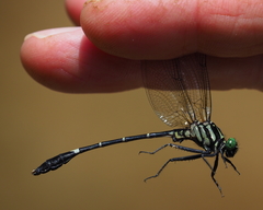 Euthygomphus koxingai