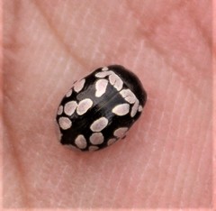 Calligrapha multiguttata