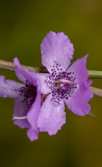 Prostanthera galbraithiae