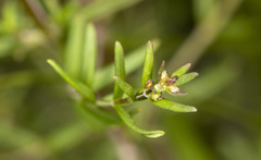 Prostanthera galbraithiae