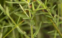 Prostanthera galbraithiae