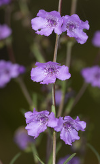 Prostanthera galbraithiae