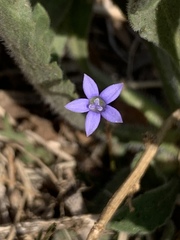 Wahlenbergia marginata