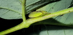 Neotituria kongosana
