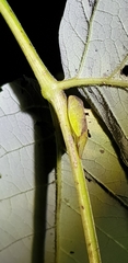 Neotituria kongosana