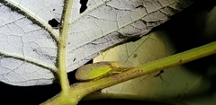 Neotituria kongosana