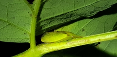 Neotituria kongosana