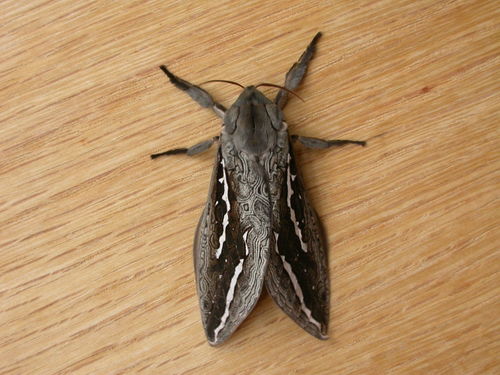 Labyrinthine Ghost Moth