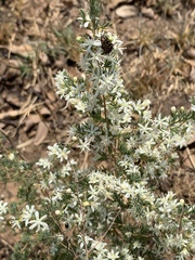 Asparagus flavicaulis