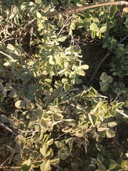 Cissampelos capensis