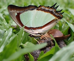 Polyura jalysus