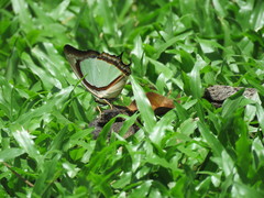 Polyura jalysus