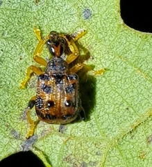 Paroplapoderus turbidus