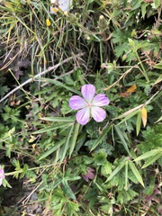 Geranium hayatanum