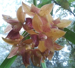 Epidendrum diothonaeoides
