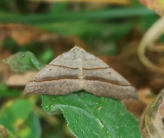 Scotopteryx