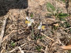 Chlorophytum cooperi