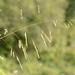 Rice Cutgrass - Photo (c) Patricia Butter, some rights reserved (CC BY-NC), uploaded by Patricia Butter