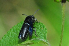 Indodynerus capitatus