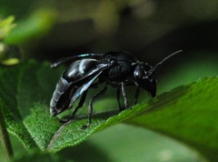 Indodynerus capitatus