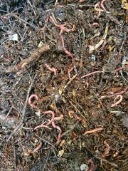 Lumbricus rubellus