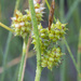 Carex viridula - Photo (c) Vladimir Bryukhov, algunos derechos reservados (CC BY-NC), subido por Vladimir Bryukhov