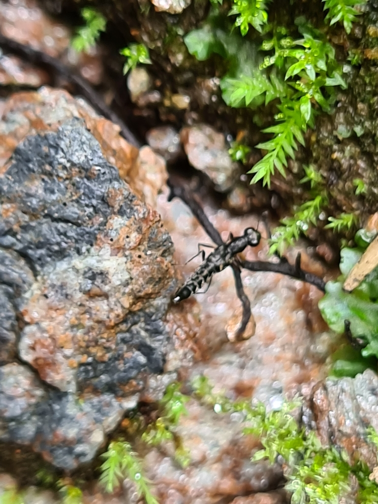 Stenus fossulatus