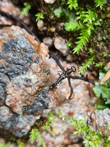 Stenus fossulatus